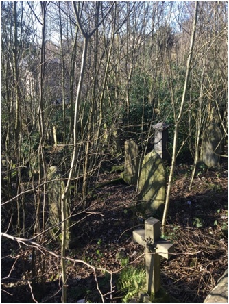 Example of self-seeded trees